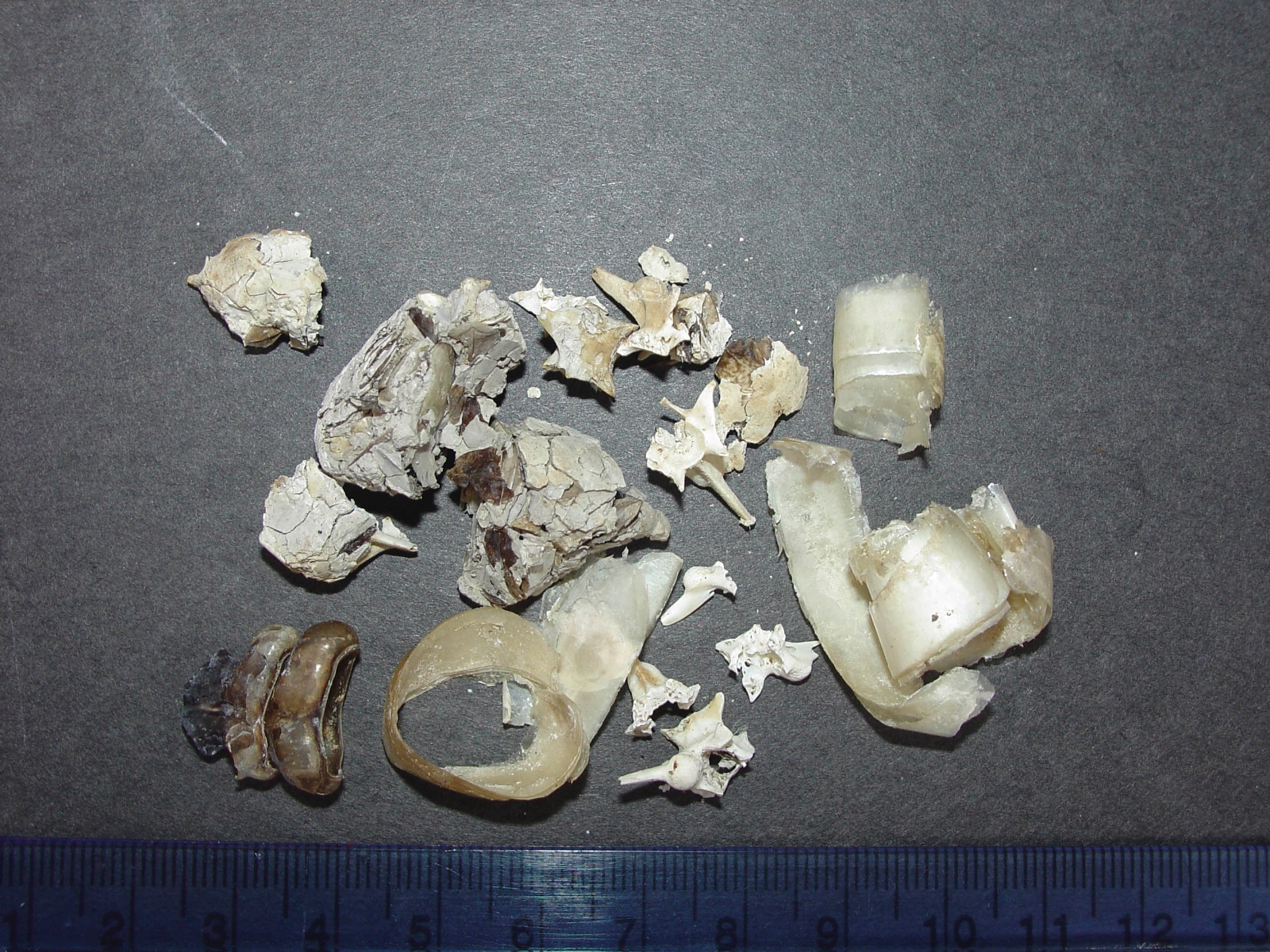 Drymarchon couperi Scat